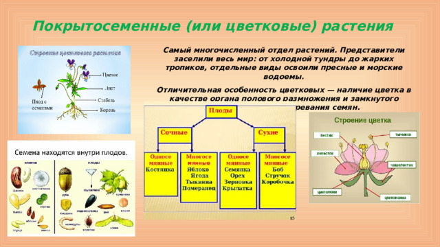 Покрытосеменные (или цветковые) растения Самый многочисленный отдел растений. Представители заселили весь мир: от холодной тундры до жарких тропиков, отдельные виды освоили пресные и морские водоемы. Отличительная особенность цветковых — наличие цветка в качестве органа полового размножения и замкнутого вместилища для созревания семян.