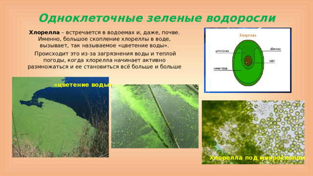 Одноклеточные зеленые водоросли Хлорелла – встречается в водоемах и, даже, почве.  Именно, большое скопление хлореллы в воде, вызывает, так называемое «цветение воды».  Происходит это из-за загрязнения воды и теплой погоды, когда хлорелла начинает активно размножаться и ее становиться всё больше и больше «цветение воды» Хлорелла под микроскопом