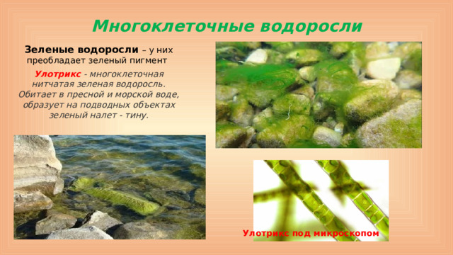 Многоклеточные водоросли Зеленые водоросли – у них преобладает зеленый пигмент  Улотрикс   - многоклеточная нитчатая зеленая водоросль. Обитает в пресной и морской воде, образует на подводных объектах зеленый налет - тину. Улотрикс под микроскопом