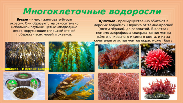 Многоклеточные водоросли Бурые – имеют желтовато-бурую окраску. Они образуют, на относительно небольшой глубине, целые «подводные леса», окружающие сплошной стеной побережья всех морей и океанов. Красные - преимущественно обитают в морских водоёмах. Окраска от тёмно-красной (почти чёрная), до розоватой. В клетках помимо хлорофилла содержатся пигменты жёлтого, красного и синего цвета, и из-за сочетания этих пигментов окрас может быть как голубовато-зелёным, так и ярко-красным. Ламинария – морская капуста