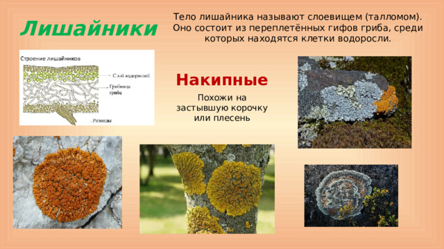 Тело лишайника называют слоевищем (талломом). Оно состоит из переплетённых гифов гриба, среди которых находятся клетки водоросли. Лишайники Накипные Похожи на застывшую корочку или плесень