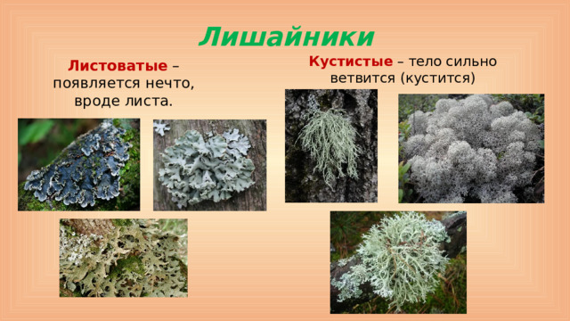 Лишайники Кустистые – тело сильно ветвится (кустится) Листоватые – появляется нечто, вроде листа.