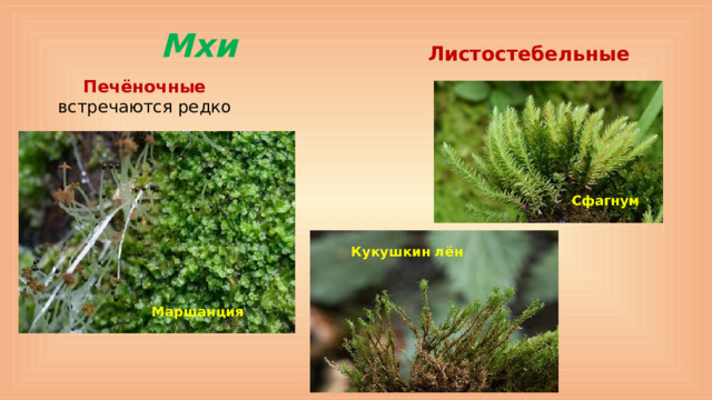 Мхи Листостебельные Печёночные встречаются редко Сфагнум Кукушкин лён Маршанция
