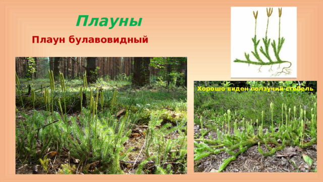 Плауны Плаун булавовидный Хорошо виден ползучий стебель