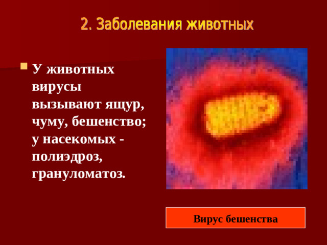 У животных вирусы вызывают ящур, чуму, бешенство; у насекомых - полиэдроз, грануломатоз.