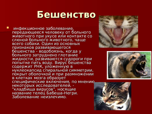 Бешенство