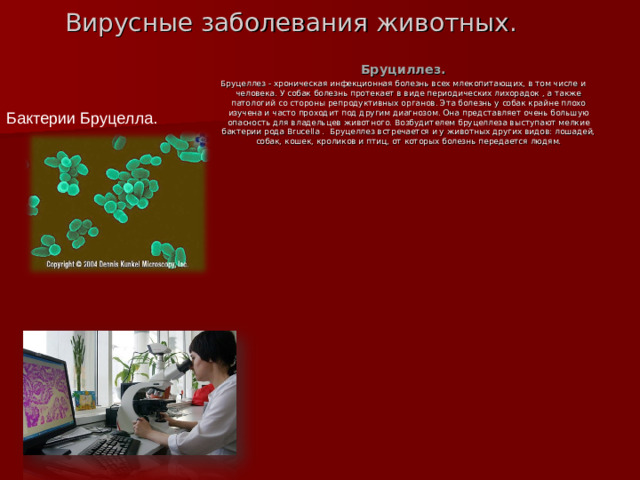 Вирусные заболевания животных. Бруциллез. Бруцеллез - хроническая инфекционная болезнь всех млекопитающих, в том числе и человека. У собак болезнь протекает в виде периодических лихорадок , а также патологий со стороны репродуктивных органов. Эта болезнь у собак крайне плохо изучена и часто проходит под другим диагнозом. Она представляет очень большую опасность для владельцев животного. Возбудителем бруцеллеза выступают мелкие бактерии рода Brucella . Бруцеллез встречается и у животных других видов: лошадей, собак, кошек, кроликов и птиц, от которых болезнь передается людям. Бактерии Бруцелла.