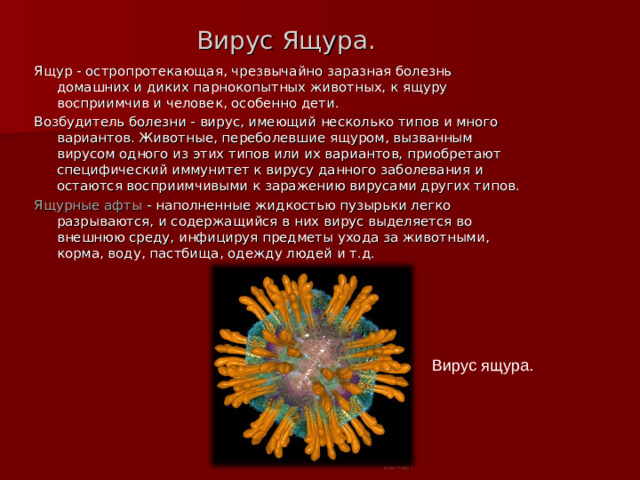 Вирус Ящура. Ящур - остропротекающая, чрезвычайно заразная болезнь домашних и диких парнокопытных животных, к ящуру восприимчив и человек, особенно дети. Возбудитель болезни - вирус, имеющий несколько типов и много вариантов. Животные, переболевшие ящуром, вызванным вирусом одного из этих типов или их вариантов, приобретают специфический иммунитет к вирусу данного заболевания и остаются восприимчивыми к заражению вирусами других типов. Ящурные афты - наполненные жидкостью пузырьки легко разрываются, и содержащийся в них вирус выделяется во внешнюю среду, инфицируя предметы ухода за животными, корма, воду, пастбища, одежду людей и т.д. Вирус ящура.