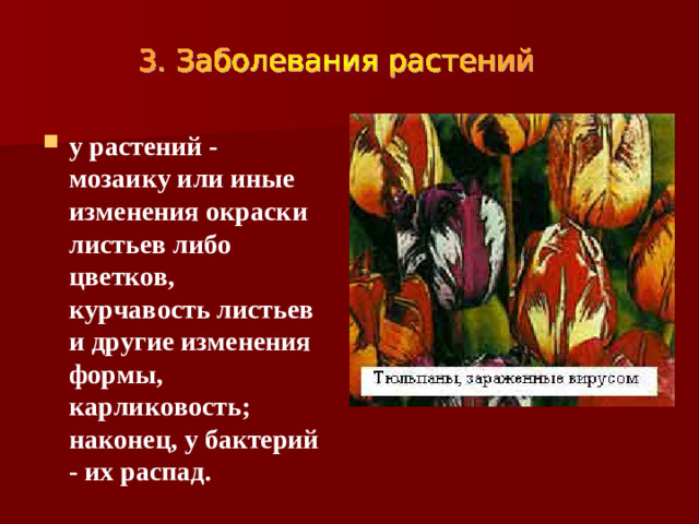 у растений - мозаику или иные изменения окраски листьев либо цветков, курчавость листьев и другие изменения формы, карликовость; наконец, у бактерий - их распад.