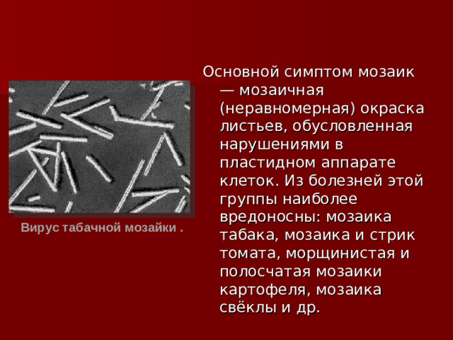 Основной симптом мозаик — мозаичная (неравномерная) окраска листьев, обусловленная нарушениями в пластидном аппарате клеток. Из болезней этой группы наиболее вредоносны: мозаика табака, мозаика и стрик томата, морщинистая и полосчатая мозаики картофеля, мозаика свёклы и др. Вирус табачной мозайки .