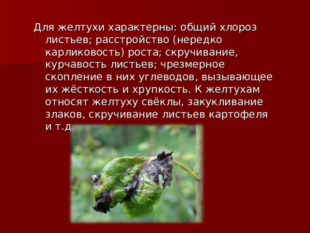 Для желтухи характерны: общий хлороз листьев; расстройство (нередко карликовость) роста; скручивание, курчавость листьев; чрезмерное скопление в них углеводов, вызывающее их жёсткость и хрупкость. К желтухам относят желтуху свёклы, закукливание злаков, скручивание листьев картофеля и т.д.