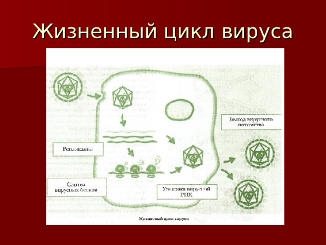 Жизненный цикл вируса