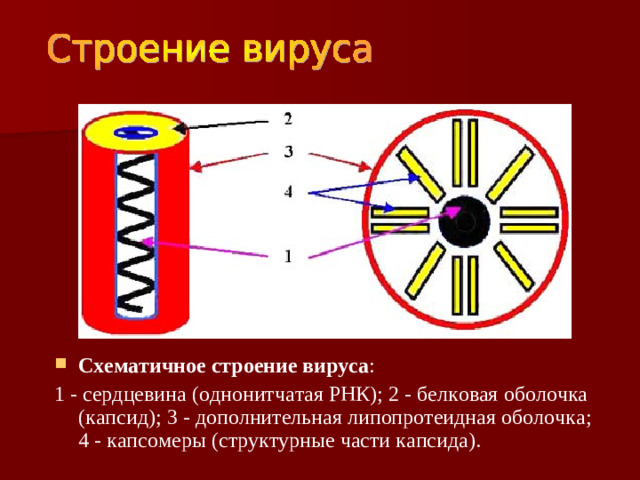 Схематичное строение вируса :