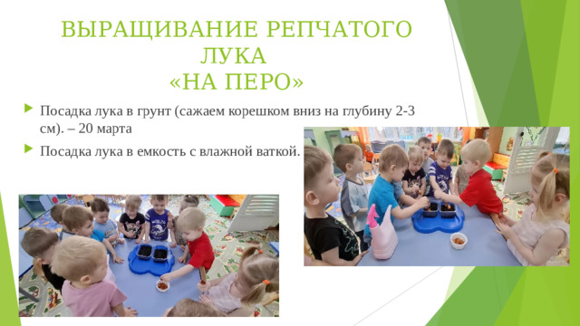 ВЫРАЩИВАНИЕ РЕПЧАТОГО ЛУКА  «НА ПЕРО»