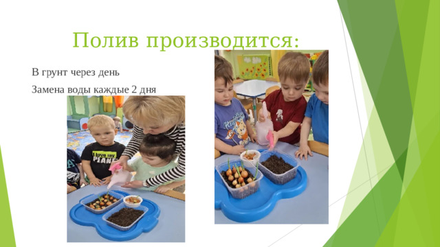 Полив производится: В грунт через день Замена воды каждые 2 дня