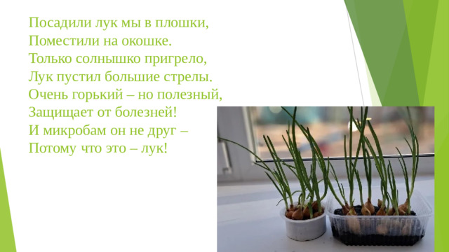 Посадили лук мы в плошки,  Поместили на окошке.  Только солнышко пригрело,  Лук пустил большие стрелы.  Очень горький – но полезный,  Защищает от болезней!  И микробам он не друг –  Потому что это – лук!