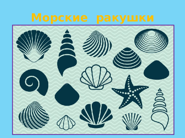 Морские ракушки