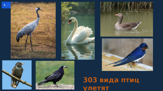 303 вида птиц улетят