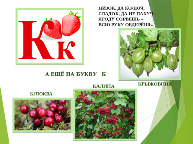 НИЗОК, ДА КОЛЮЧ,  СЛАДОК, ДА НЕ ПАХУЧ.  ЯГОДУ СОРВЁШЬ –  ВСЮ РУКУ ОБДЕРЁШЬ. А ЕЩЁ НА БУКВУ К КРЫЖОВНИК КАЛИНА КЛЮКВА