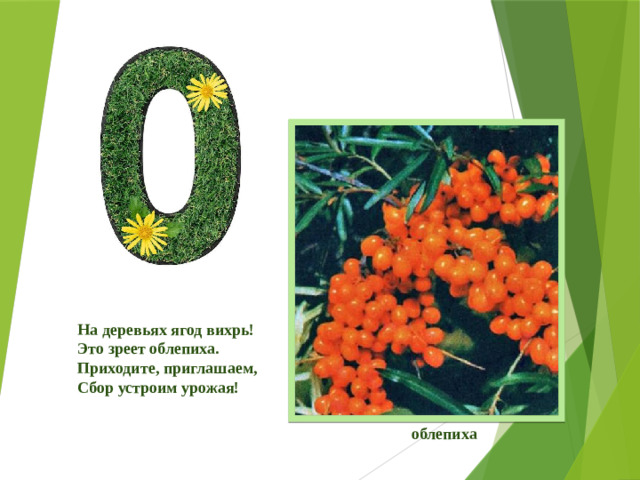На деревьях ягод вихрь!  Это зреет облепиха.  Приходите, приглашаем,  Сбор устроим урожая! облепиха