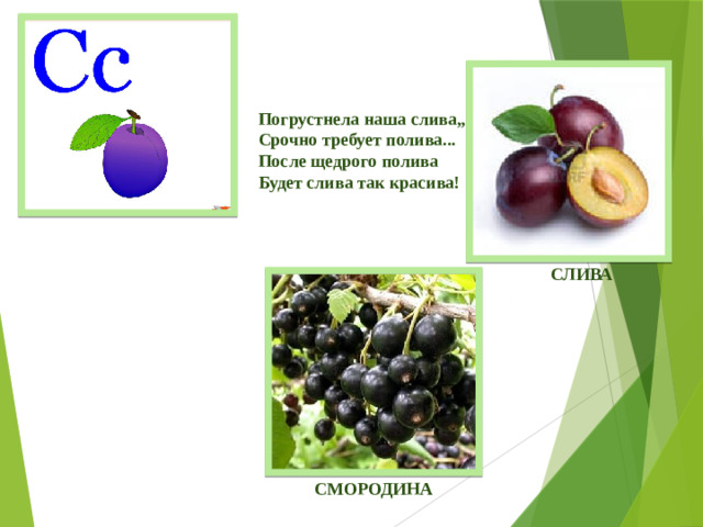 Когда пол-лета пройдено,  Когда июль в зените,  Найдите куст смородины,  Под листик загляните.   Без фонаря и заступа,  Кирки и камнереза  Вы здесь найдете запросто  Скопления железа!    Погрустнела наша слива,,  Срочно требует полива...  После щедрого полива  Будет слива так красива!        СЛИВА СМОРОДИНА