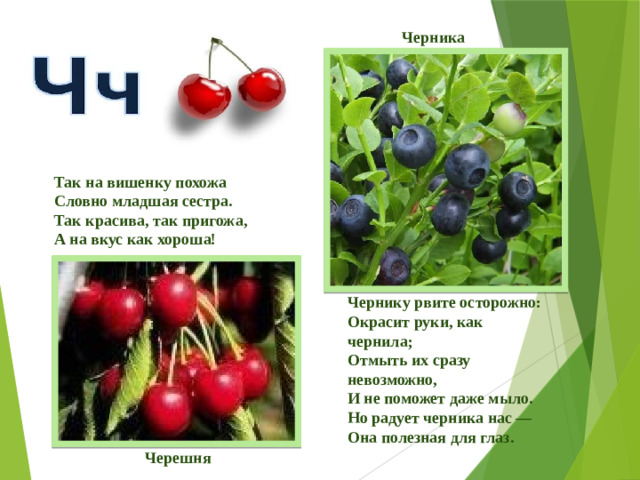 Черника Так на вишенку похожа  Словно младшая сестра.  Так красива, так пригожа,  А на вкус как хороша!   Чернику рвите осторожно:  Окрасит руки, как чернила;  Отмыть их сразу невозможно,  И не поможет даже мыло.  Но радует черника нас —  Она полезная для глаз.   Черешня