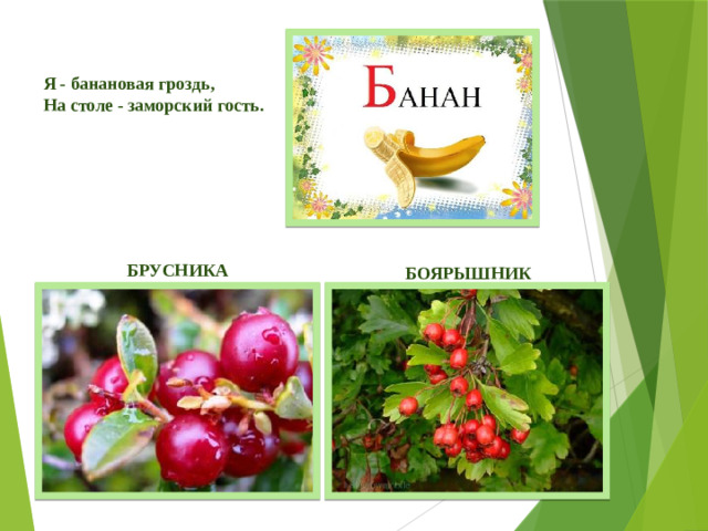Я - банановая гроздь,  На столе - заморский гость.    БРУСНИКА БОЯРЫШНИК
