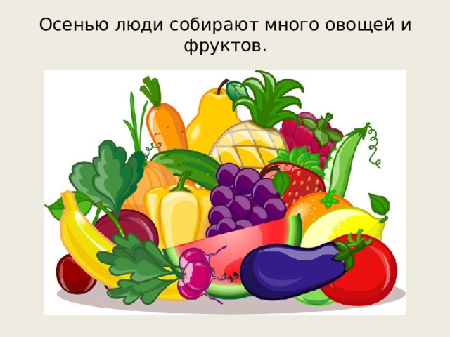 Осенью люди собирают много овощей и фруктов.