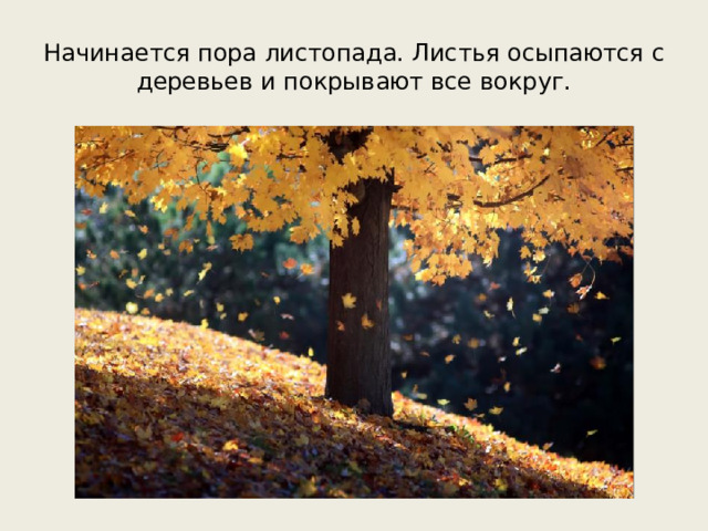 Начинается пора листопада. Листья осыпаются с деревьев и покрывают все вокруг.
