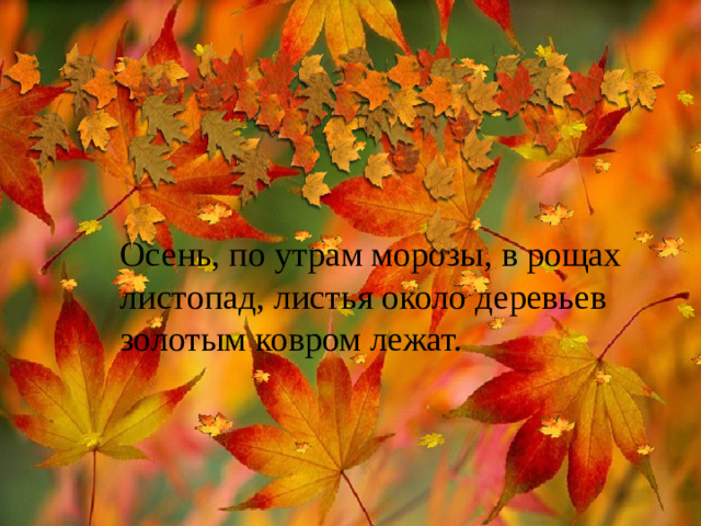 Осень, по утрам морозы, в рощах листопад, листья около деревьев золотым ковром лежат.