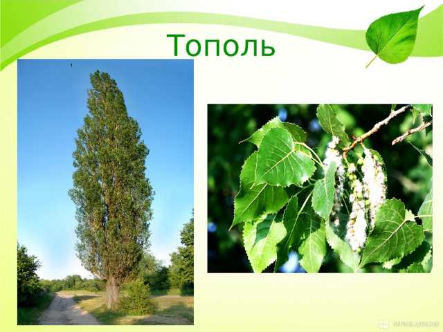 Тополь