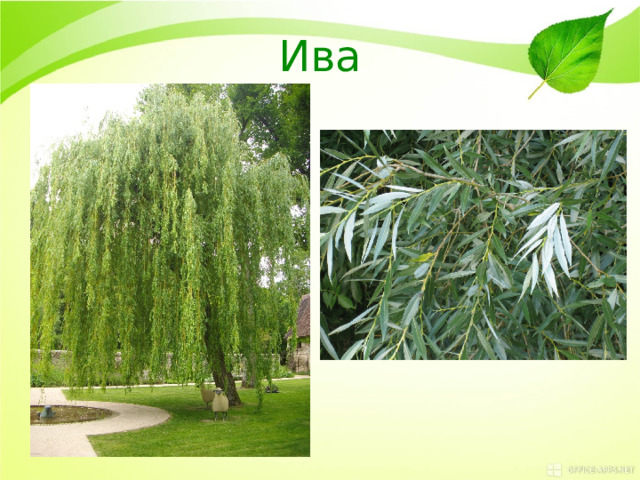 Ива