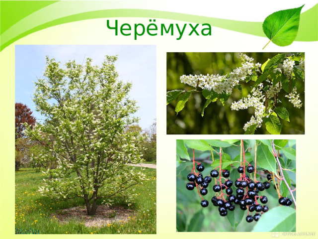 Черёмуха