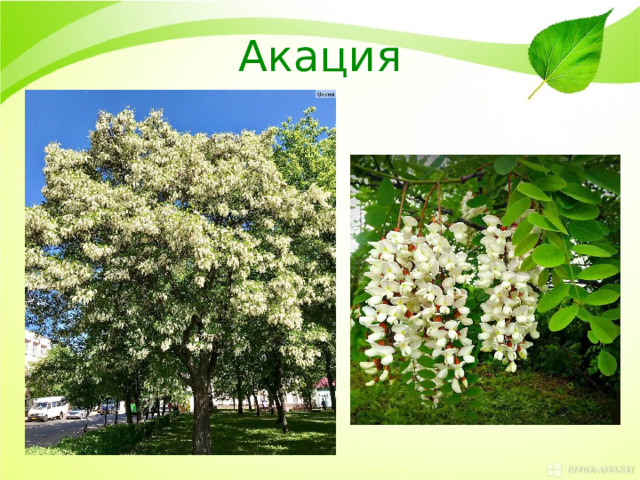 Акация