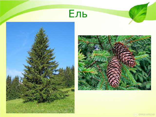 Ель