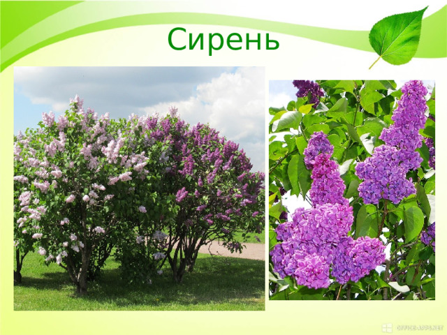 Сирень