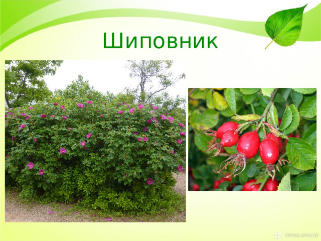 Шиповник