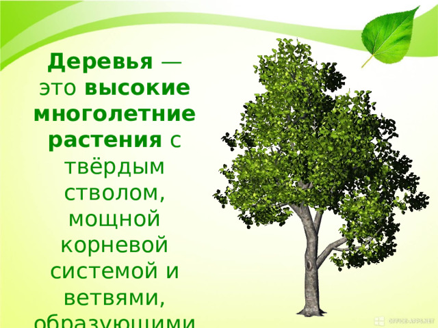 Деревья  — это  высокие многолетние растения  с твёрдым стволом, мощной корневой системой и ветвями, образующими крону. 