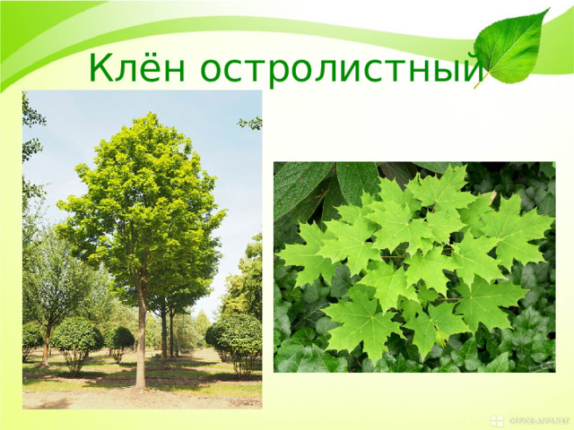 Клён остролистный