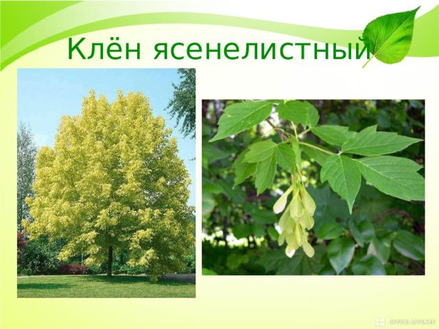 Клён ясенелистный