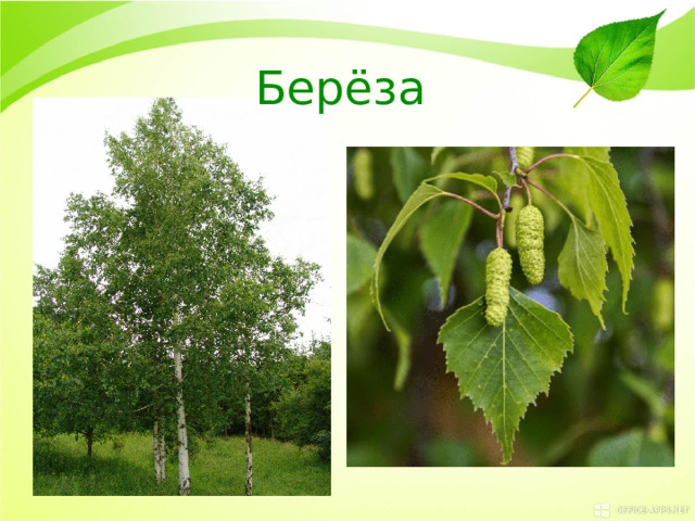 Берёза