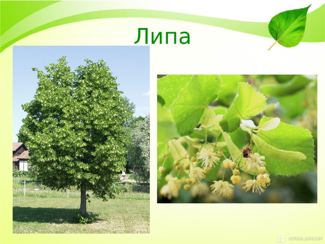 Липа