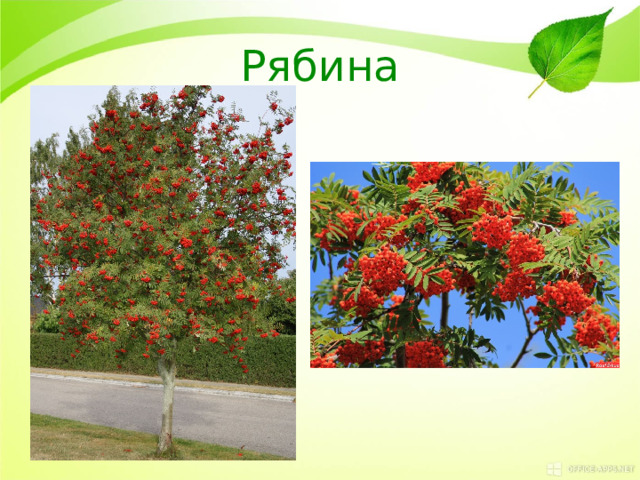 Рябина