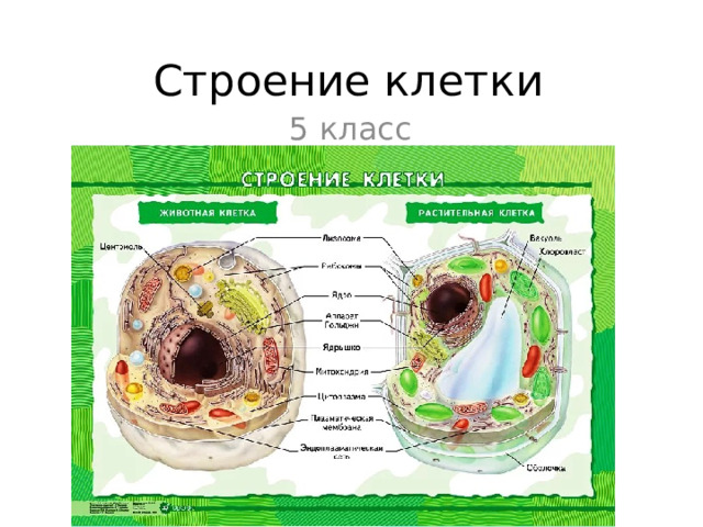 Строение клетки 5 класс