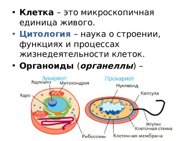 Клетка – это микроскопичная единица живого. Цитология – наука о строении, функциях и процессах жизнедеятельности клеток. Органоиды ( органеллы ) – «органы клетки», выполняющие особые функции.