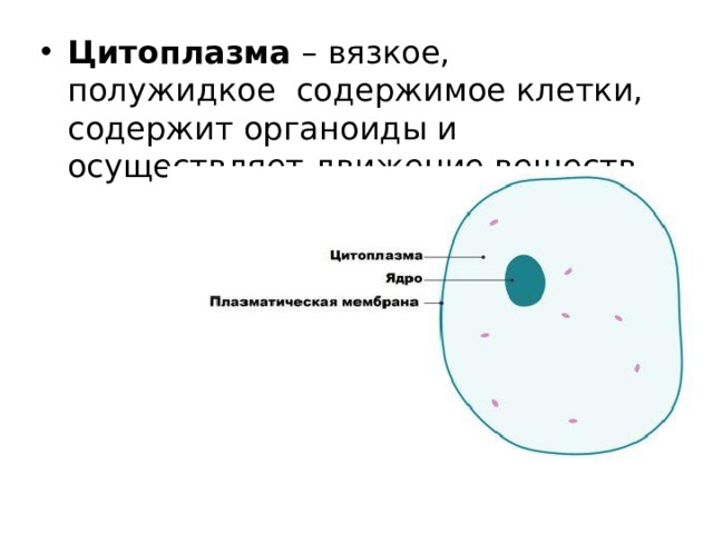 Цитоплазма – вязкое, полужидкое содержимое клетки, содержит органоиды и осуществляет движение веществ.