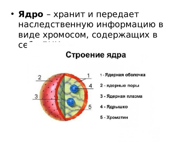 Ядро – хранит и передает наследственную информацию в виде хромосом, содержащих в себе ДНК.