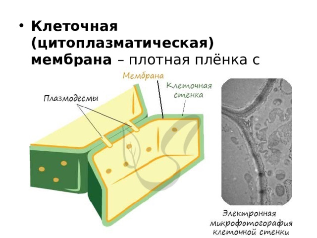 Клеточная (цитоплазматическая) мембрана – плотная плёнка с порами, обладающая полупроницаемостью.