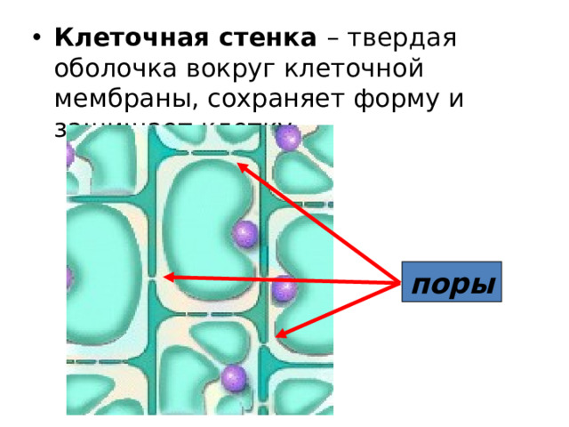 Клеточная стенка – твердая оболочка вокруг клеточной мембраны, сохраняет форму и защищает клетку.