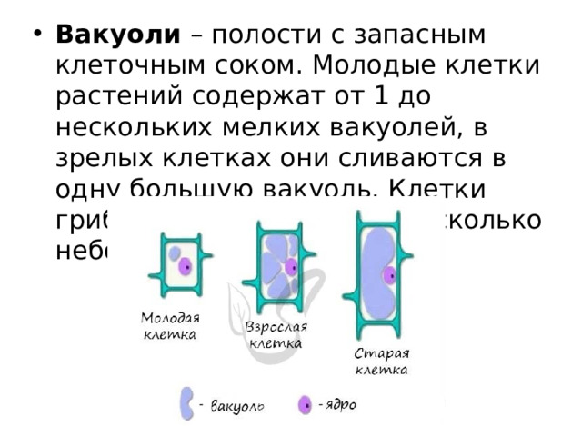 Вакуоли – полости с запасным клеточным соком. Молодые клетки растений содержат от 1 до нескольких мелких вакуолей, в зрелых клетках они сливаются в одну большую вакуоль. Клетки грибов всегда содержат несколько небольших вакуолей.